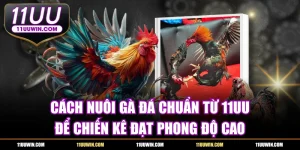 Cách Nuôi Gà Đá Từ 11UU Để Chiến Kê Đạt Phong Độ Cao