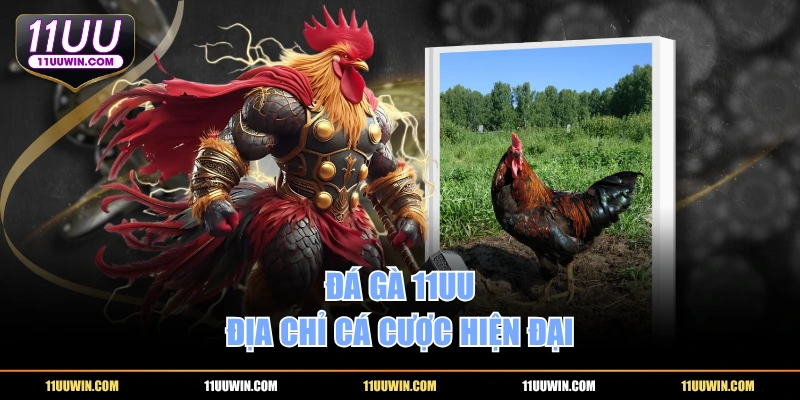 Đá gà 11UU - Địa chỉ cá cược hiện đại