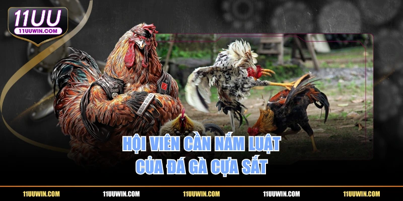 Hội viên cần nắm luật của đá gà cựa sắt